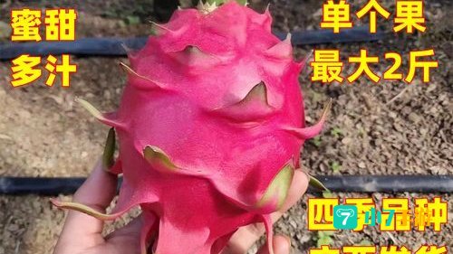 火龙果除了红皮红肉
