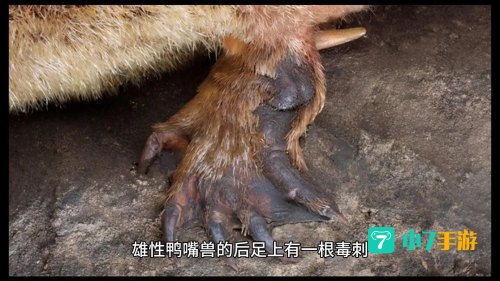 有活化石之称的野生动物是