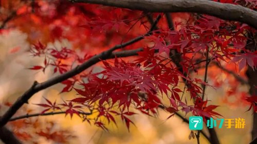 霜叶红于二月花是什么植物