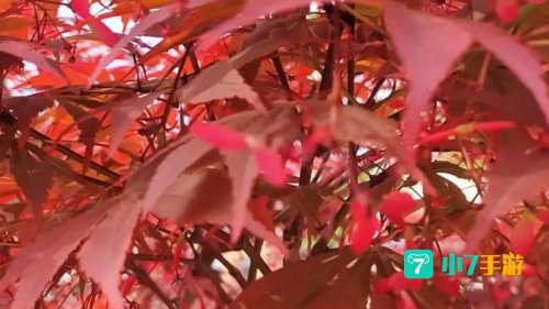 霜叶红于二月花是什么植物