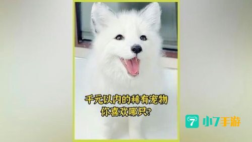 稀有宠物