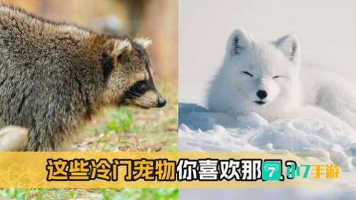 稀有宠物